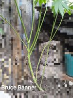 IMG_20260818_200754.jpg