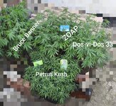 IMG_20260818_201044.jpg