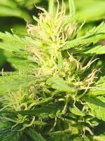 IMG_20260820_162135.jpg