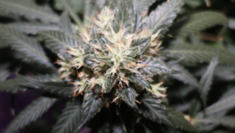 Kees' Old School Haze regular