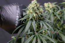 Kees' Old School Haze regular