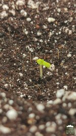 2026-08-17_acid-rain-01_pro-d04_macro_01.jpg