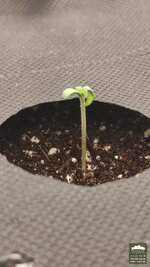 2026-08-18_acid-rain-01_pro-d05_macro_01.jpg