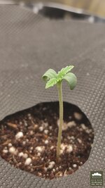 2026-08-19_acid-rain-01_pro-d06_macro_01.jpg
