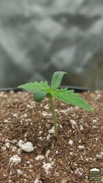 2026-08-20_acid-rain-01_pro-d07_macro_01.jpg