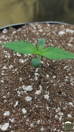 2026-08-21_acid-rain-01_pro-d08_macro_01.jpg