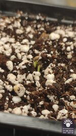 2026-08-17_aya-01_pro-d04_macro_02.jpg