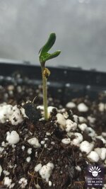 2026-08-18_aya-01_pro-d05_macro_03.jpg