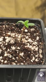 2026-08-19_aya-01_pro-d06_macro_02.jpg