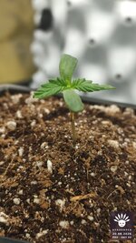 2026-08-20_aya-01_pro-d07_macro_01.jpg