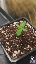 2026-08-21_aya-01_pro-d08_macro_02.jpg