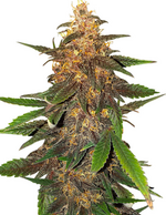 1792773122796.png