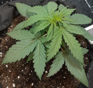 407_kaly (2).jpg