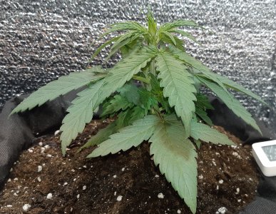407_kaly2 (2).jpg