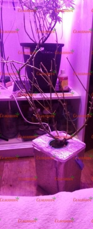 886-wm-34528.40000000596_watermarked.jpg