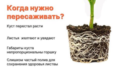 Признаки необходимости пересадки конопли Признаки необходимости пересадки конопли