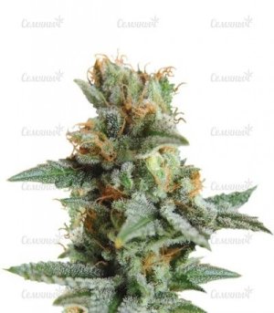 blueberry kush auto.jpg blueberry kush auto.jpg