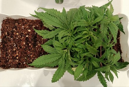 imgonline-com-ua-dexifZ0gvxXIfOj12.jpg