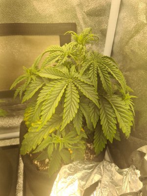 icq_photo_12_24_2022_18_25_56.756.jpg