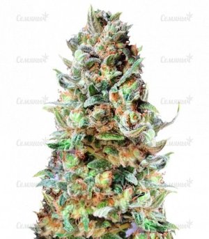 sort_Delhi_Friend_dr_krippling_seeds__x3gwYU8y5JN5qAj1.jpg sort_Delhi_Friend_dr_krippling_seeds__x3gwYU8y5JN5qAj1.jpg