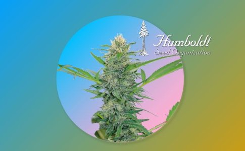 Сорт Amherst Sour Diesel Humboldt Seeds