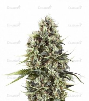 sort_Chocolate_Haze_RQS__GSGrat24zYM1RvKJ.jpg sort_Chocolate_Haze_RQS__GSGrat24zYM1RvKJ.jpg