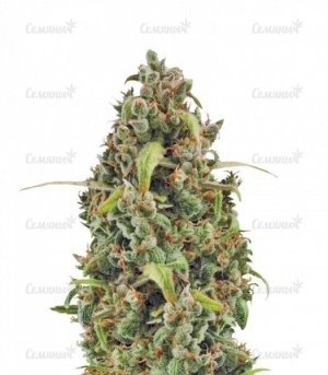 sort_Diesel_Automatic_RQS__BzBzg8Hptvetc02v.jpg