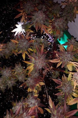 super-lemon-haze-fem-Semyanich__HRp5DVoDJdBAc2lF.jpg