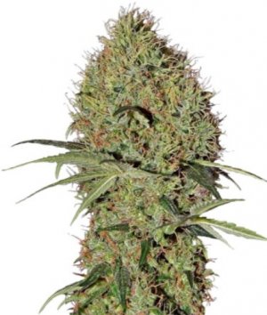 super bud auto.jpg