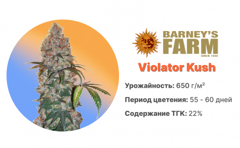 Violator Kush 