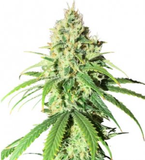 glue sherbet.jpg