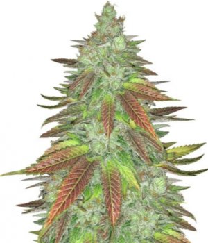 zkittlez.jpg