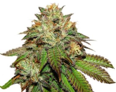 bubba kush.png