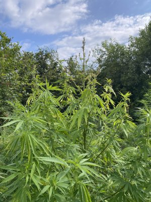 IMG_5025.jpeg